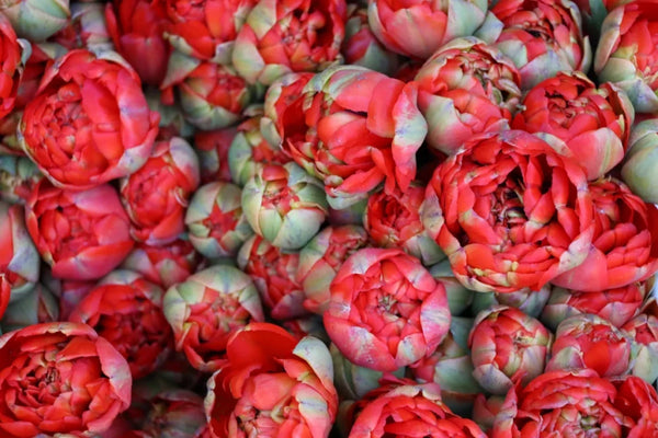 related_article.title