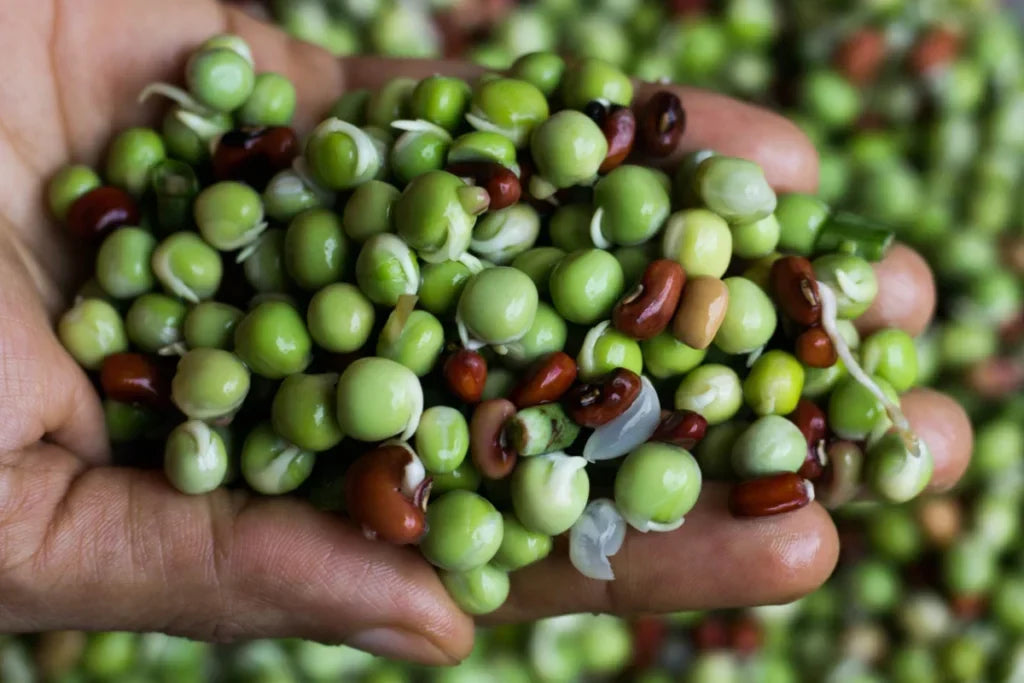 Erbsen und Erbsen Unverträglichkeit