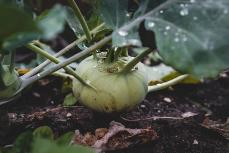 Kohlrabi Unverträglichkeit: Ein rätselhaftes Phänomen?