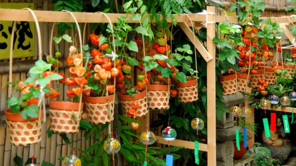 Umgang mit Nachtschattengewächs-Sensitivität: Tipps und Alternativen