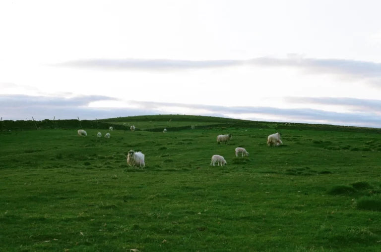 Unverträglichkeit gegenüber Schaf: Ursachen und Symptome